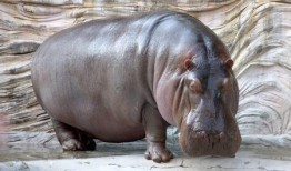 河马最新爆料是真的吗,真相揭秘，是真是假？